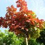 Quercus palustris 'Green Dwarf'
